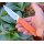 Za-Pas Ambro 2 G10 Orange D2 Stahl mit Scheide
