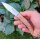 Joker Becada Backlock Taschenmesser 4 Varianten Olivenholz-NO153 Taschenmesser Made in Spain