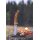 Joker Cocker Curly Birch Taschenmesser NL134