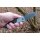 Walther PDP Tanto Folder BLK-TGR SE Taschenmesser