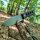 QSP Canary Fixed Blade Knife Cr8Mo2VSi (DC53) Blade Dark Brown Micarta Handle