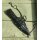 Albainox Nicker Picker Neck Knife Einseitig geschliffen
