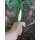 Joker Ranchera Backlock Olivo Messer Taschenmesser Made in Spain