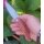 Real Steel Serenity Palisander Slipjoint by Braginets