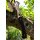 FoX Outdoor Light Tomahawk Mini Axt