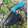 Cudeman PYRANA Opus Design 184-JA Böhler N-695 Stahl Skinner mit Juma Griff in Blau