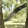 Real Steel Sorrow Fixed Blade by Poltergeist Works