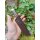 Rough Ryder Rider SHORT SKINNER 2nd Messer Feststehend Vespermesser SONDERPREIS OPTIK