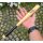 FOX OUTDOOR Micro Baseball Bat Baseballschläger Holz naturfarben 15" // 38 cm