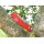 GANZO ADIMANTI SERIES SKIMEN-RD D2 Folder red rot G10 Flipper Taschenmesser Framelock
