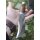 Rough Ryder Rider HUNTER STACKED LEATHER Messer Jagdmesser Lederscheide