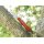 Albainox Pilzmesser Mushroom Schwammerlmesser Taschenmesser m. Bürste + Etui