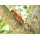 Albainox Pilzmesser Mushroom Schwammerlmesser Taschenmesser m. Bürste + Etui
