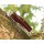 Rough Ryder Rider HEAVY STOCKMAN Messer Slipjoint Robust T10 Kohlenstoff Knochengriff