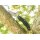 Spyderco UK Pen Knife Drop CTS BD 1 FRN  Schwarz black Taschenmesser Messer 01SP716