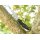 Spyderco UK Pen Knife Drop CTS BD 1 FRN  Schwarz black Taschenmesser Messer 01SP716