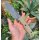 Extrema Ratio SELVANS EXPEDITIONS Bushcraft Messer