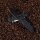Kizer DROP BEAR Clutch Lock Folder all Black