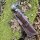 J&V Forester Knives Anubis Carbonstahl Hirschhorn Horn inkl. Lederscheide braun Handmade