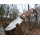 Joker Rabbit Jagdmesser 4416 Stahl Bocoteholz inkl. Lederscheide