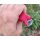 Victorinox Venture Red Outdoormesser rot Outdoor Bushcraft mit Scheide