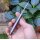 Albainox Sailor´s Slipjoint Wengeholz